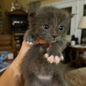 Half Baked -  Domestic Short Hair Cat for Adoption in Valdosta, Georgia - Half Baked | PetCurious