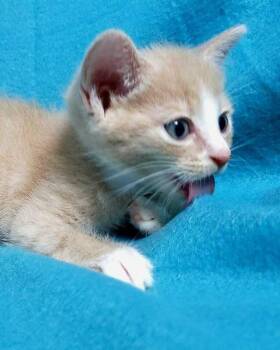 Maya and kittens -  Domestic Short Hair Cat for Adoption in Jessup, Maryland - Maya And Kittens | PetCurious
