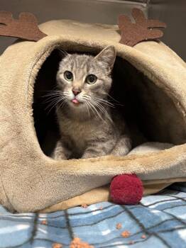Mamaw Cass -  Domestic Short Hair Cat for Adoption in Bloomington, Indiana - Mamaw Cass | PetCurious