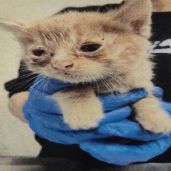 Domestic Short Hair Cats Available for Adoption - Jane | PetCurious