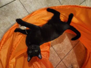 Rescue Domestic Short Hair Cats for Adoption in Mineola, Texas - Coffee | PetCurious