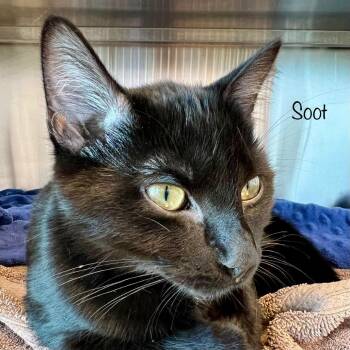 Soot -  Domestic Short Hair Cat for Adoption in Madisonville, Tennessee - Soot | PetCurious