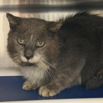 Ragnar -  Domestic Long Hair Cat for Adoption in Marion, Virginia - Ragnar | PetCurious