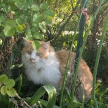 Rusty Dial -  Domestic Long Hair Cat for Adoption in Eagle Mountain, Utah - Rusty Dial | PetCurious