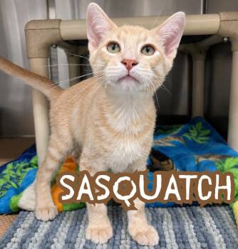 Sasquatch -  Domestic Short Hair Cat for Adoption in Nevada, Iowa - Sasquatch | PetCurious