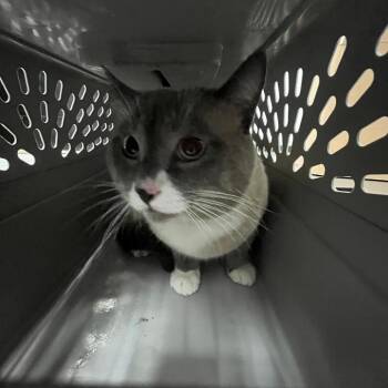 Bolder -  Domestic Short Hair and Siamese Cat for Adoption in Newark, New Jersey - Bolder | PetCurious