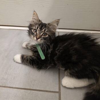 Wren -  Domestic Long Hair and Maine Coon Cat for Adoption in Mastic, New York - Wren | PetCurious