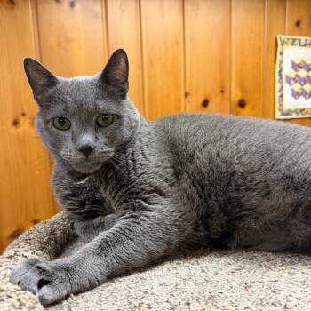 Alfredo C12174 -  Russian Blue and Domestic Short Hair Cat for Adoption - Alfredo C12174 | PetCurious
