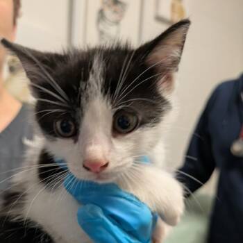 Jermaine -  Domestic Short Hair Cat for Adoption in South Burlington, Vermont - Jermaine | PetCurious