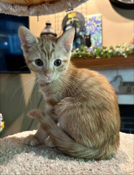 Obb -  Domestic Short Hair Cat for Adoption in Mokena, Illinois - Obb | PetCurious