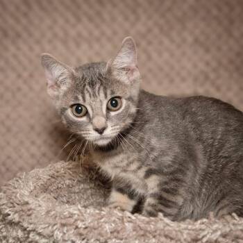 Apollo -  Domestic Short Hair Cat for Adoption in Santa Fe, Texas - Apollo | PetCurious