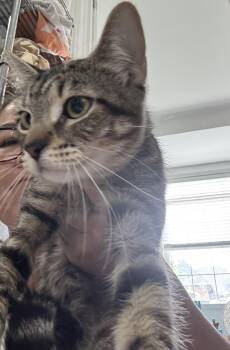 Tiger D -  Siamese Cat for Adoption in Brampton, Ontario - Tiger D | PetCurious