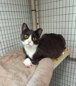 Outlaws - Larceny - Gentle Cat Buddy -  Domestic Short Hair Cat for Adoption in Jefferson, New Jersey - Outlaws - Larceny - Gentle Cat Buddy | PetCurious