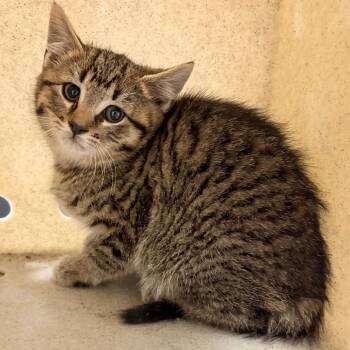 Domestic Short Hair Cats Available for Adoption in Philadelphia, Pennsylvania - Pickletoes | PetCurious