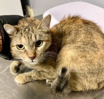 Carol -  Domestic Short Hair Cat for Adoption in Cincinnati, Ohio - Carol | PetCurious