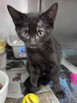Domestic Short Hair Cats Available for Adoption in Houston, Texas - Oboe | PetCurious