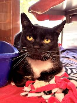 Inspector -  Domestic Short Hair Cat for Adoption in Midland, Michigan - Inspector | PetCurious