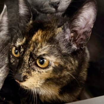Baby Brindle -  Domestic Short Hair Cat for Adoption in Las Vegas, Nevada - Baby Brindle | PetCurious