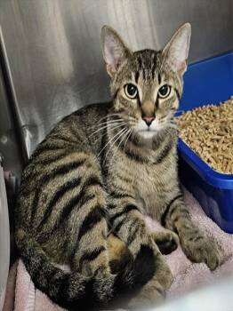 BAMA -  Domestic Short Hair Cat for Adoption - BAMA | PetCurious