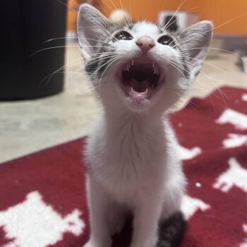Marble -  Domestic Short Hair Cat for Adoption in San Saba, Texas - Marble | PetCurious