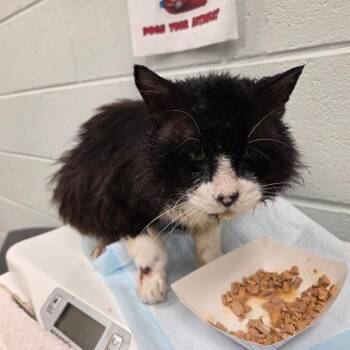 Kraden -  Domestic Medium Hair Cat for Adoption in Chattanooga, Tennessee - Kraden | PetCurious