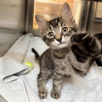 Arizona -  Domestic Short Hair Cat for Adoption in Palm Springs, California - Arizona | PetCurious