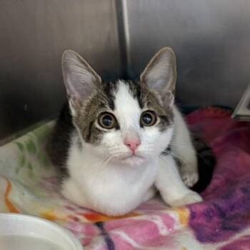 Brielle -  Domestic Short Hair Cat for Adoption in Gloucester, Virginia - Brielle | PetCurious