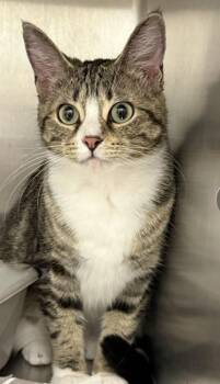Gracie -  Domestic Short Hair Cat for Adoption in Lafayette, Indiana - Gracie | PetCurious