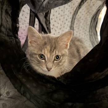Mai Tai -  Dilute Calico and Tabby Cat for Adoption in Cottonwood Heights, Utah - Mai Tai | PetCurious