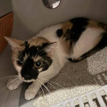 Domestic Short Hair Cats Available for Adoption - Bluebell | PetCurious