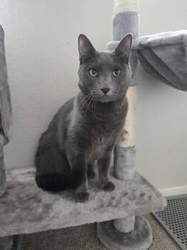 Diego 6 -  Domestic Short Hair Cat for Adoption in Tucson, Arizona - Diego 6 | PetCurious