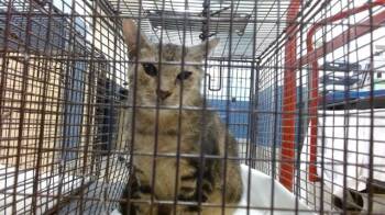 Rescue Domestic Short Hair Cats for Adoption in Doral, Florida - LUCKY | PetCurious