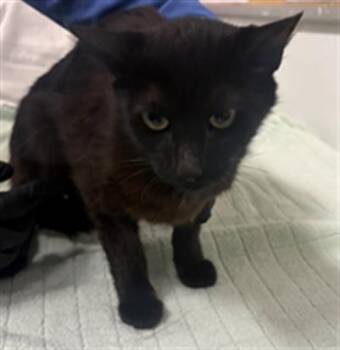 ARGENTINA -  Domestic Short Hair Cat for Adoption in Camarillo, California - ARGENTINA | PetCurious
