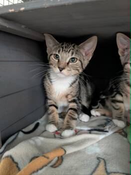 Magic -  Domestic Short Hair Cat for Adoption in Chambersburg, Pennsylvania - Magic | PetCurious