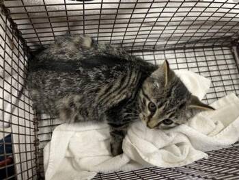 SILVER -  Domestic Short Hair Cat for Adoption in Loveland, Colorado - SILVER | PetCurious