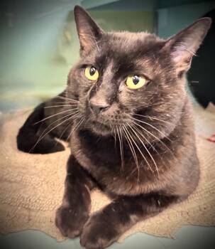MORGAN* -  Domestic Short Hair Cat for Adoption in Santa Cruz, California - MORGAN* | PetCurious