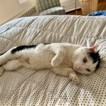 Cecil -  Domestic Short Hair Cat for Adoption in Westhampton, New York - Cecil | PetCurious