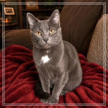Spicy Sasha -  Domestic Short Hair Cat for Adoption in Monroe, Michigan - Spicy Sasha | PetCurious