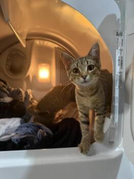 Jordan -  Domestic Short Hair Cat for Adoption in West Mifflin, Pennsylvania - Jordan | PetCurious
