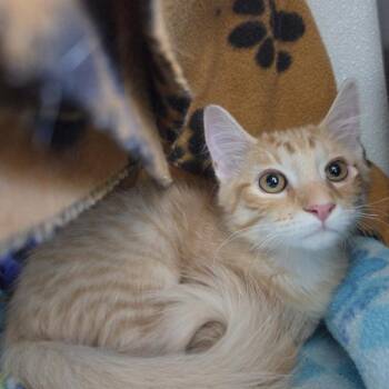 Bastian -  Domestic Medium Hair Cat for Adoption in Rock Falls, Illinois - Bastian | PetCurious