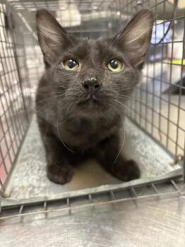 CATWOMAN -  Domestic Medium Hair Cat for Adoption in Las Vegas, Nevada - CATWOMAN | PetCurious