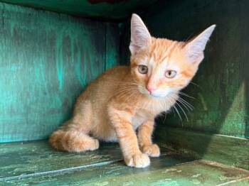 Catrick Swayze -  Domestic Short Hair Cat for Adoption in San Antonio, Texas - Catrick Swayze | PetCurious