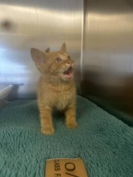 Rescue Domestic Short Hair Cats for Adoption in Santa Cruz, California - WEASLEY* | PetCurious