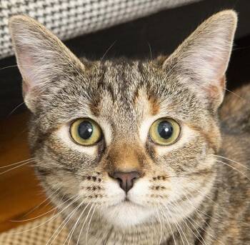 Rescue Torbie Cats for Adoption in Chicago, Illinois - Mimi | PetCurious