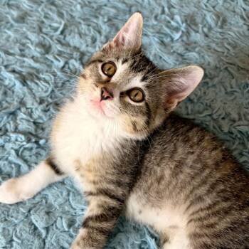 Domestic Short Hair Cats Available for Adoption in Eaton Rapids, Michigan - Vincent (Vinny) Purrleone 56142 | PetCurious