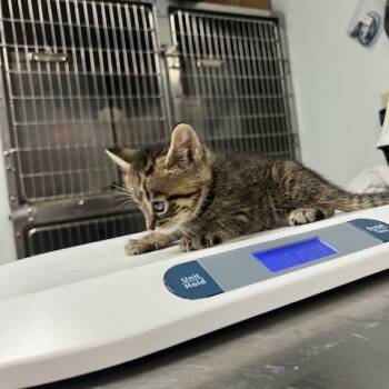 Rescue Domestic Short Hair Cats for Adoption in Owosso, Michigan - Praline | PetCurious