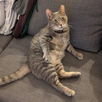 Marley (Bonded to Ivy) -  Domestic Short Hair Cat for Adoption in Renton, Washington - Marley (Bonded To Ivy) | PetCurious
