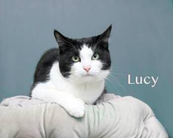Domestic Short Hair Cats Available for Adoption - Lucy | PetCurious