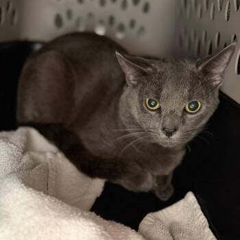 Barry Allen -  Domestic Short Hair Cat for Adoption in Sarasota, Florida - Barry Allen | PetCurious