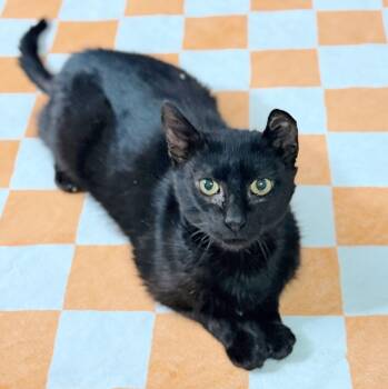 Domestic Short Hair and Bombay Cats Available for Adoption - Arthur Pendragon | PetCurious